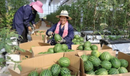 吃瓜中心官网入口,一站式娱乐资讯聚集地